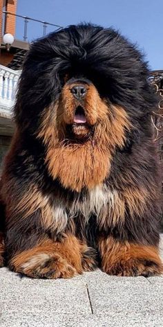 a large brown and black dog sitting on top of a sidewalk