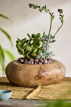 a small plant in a wooden bowl on a table