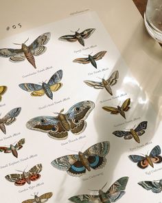 a bunch of butterflies that are sitting on a table