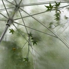 The Glass, Rain Drops, Umbrella, Water, Glass, Green