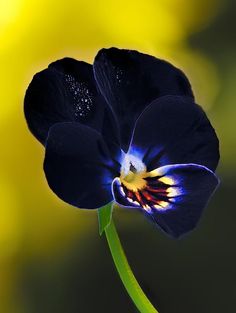 a blue flower with yellow and green background