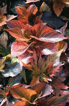 red and green leaves in the sunlight