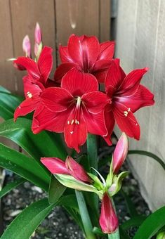 red flowers are blooming in the garden