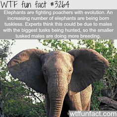 How elephants are fighting poachers -  WTF fun facts New Cat Owner, New Facts, Selective Breeding, Funny Random, New Cat, Random Facts, Animal Facts