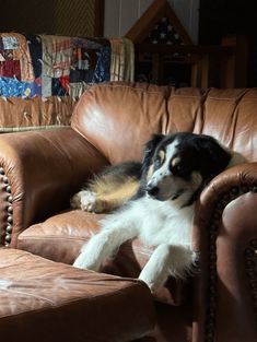 a black and white dog laying on top of a brown leather chair