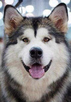 a close up of a husky dog with its tongue out