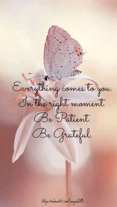 a butterfly sitting on top of a flower with the words, everything comes to you in the right moment be patient be grateful