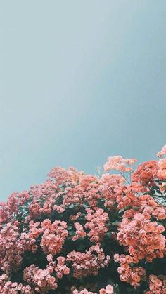 pink flowers are blooming on the side of a building