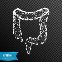 the outline of an intestine on a transparent background with blue ribbon and text