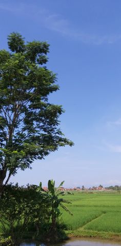 a large tree sitting in the middle of a lush green field next to a body of water