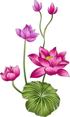 pink flowers and green leaves on a white background with waterlily petals in the foreground