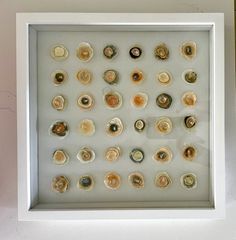 there are many shells in the shadow box