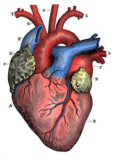 the human heart, vintage medical illustration stock photo