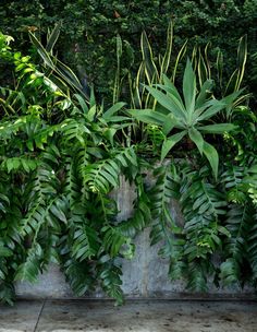 some green plants are growing on the side of a wall