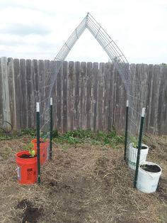 two buckets with plants growing in them next to a wooden fence and a gate