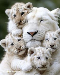 a group of white tiger cubs huddled together in the middle of their mother's arms