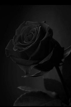 Black Vibe Aesthetic, Rose Tumblr, Matte Black Background, Black Roses Wallpaper, Dark Art Photography, Love Wallpapers Romantic, Bling Wallpaper