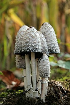 three mushrooms that are sitting on the ground in the woods, one is white and the other is gray