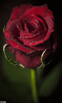 a close up of a red rose with water droplets on it's petals and an arabic quote