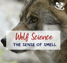 wolf science the sense of smell