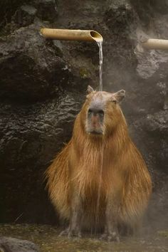 a close up of a animal with water coming out of it's mouth