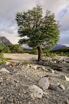 a lone tree stands alone among the rocks