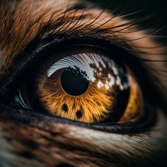 an animal's eye is shown in this close up photo