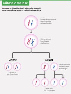 a diagram showing the different types of blood vessels and their functions in human body, including