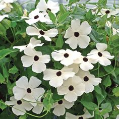 white flowers with black centers are blooming in the garden