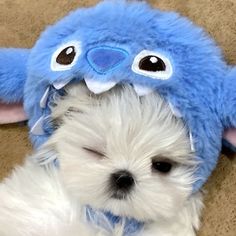 a small white dog laying next to a blue stuffed animal