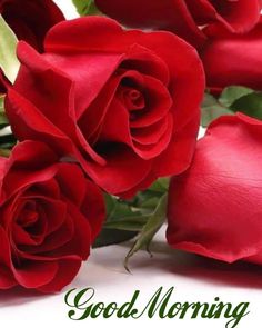 red roses with the words good morning on it