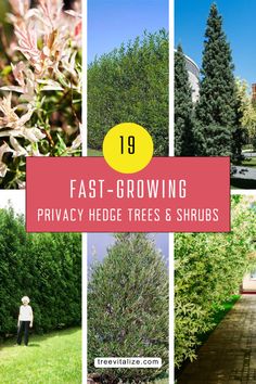 several different types of trees and shrubs with the words fast growing privacy hedge trees and shrubs