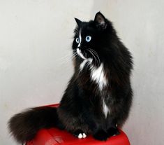 a black and white cat sitting on top of a red suitcase with its eyes wide open