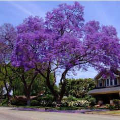 a large purple tree in front of a house