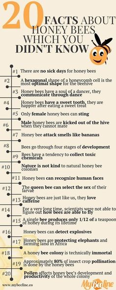 an info sheet with the numbers and symbols for bees in different languages, including one that says