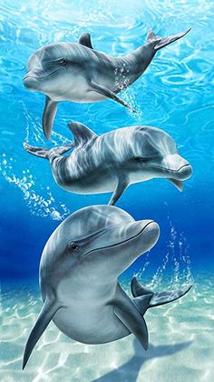 three dolphins swimming in the ocean together