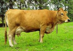 a large brown cow standing on top of a lush green grass covered field with trees in the background