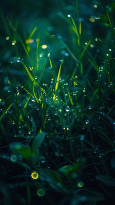 the grass is covered with water droplets