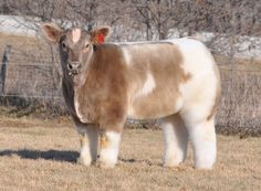 two different pictures of cows standing in the grass and one is black with white spots