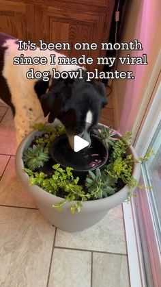 a black and white dog drinking out of a bowl filled with plants on the floor