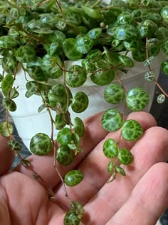 small green plants are growing in a white potted planter on a table next to a person's hand