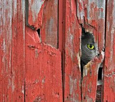 a cat peeks its head out of a hole in a red wooden door with green eyes