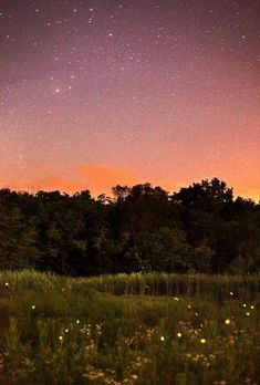 the night sky is lit up with fireflies in the foreground and trees in the background