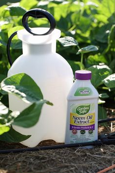 a bottle of neem oil next to a watering can in the garden with text overlay that says neem oil uses in the garden