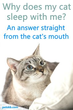 a cat peeking out from under the covers with text that reads, why does my cat sleep with me? an answer straight from the cat's mouth