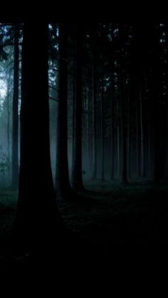 a dark forest filled with lots of trees