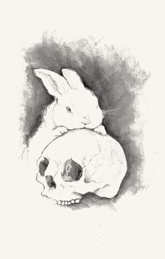 a drawing of a rabbit sitting next to a human skull