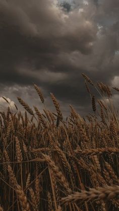 the sky is filled with dark clouds and some tall wheat stalks are in the foreground