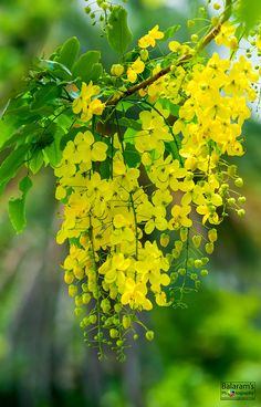 yellow flowers are hanging from a tree branch in the sun, with green leaves around them