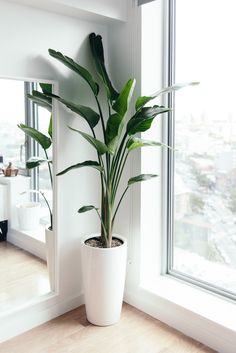 a potted plant sitting on top of a wooden floor next to a large window